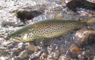 fishing-4